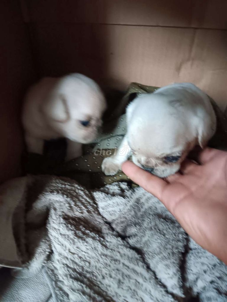 2 bé Pug xệ đực thuần chủng. Mua bán Chó tại Huyện Phụng Hiệp Hậu Giang được đăng bởi GÀ ĐÁ HẬU GIANG hình 2