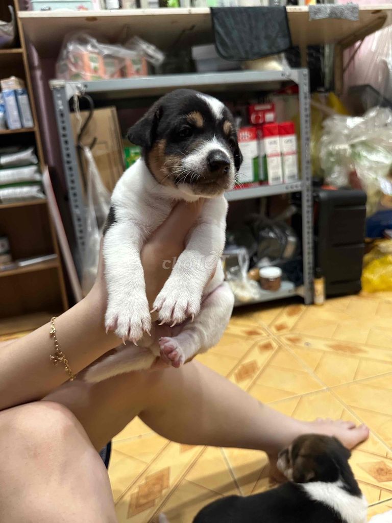 Chó con Gần 2 tháng. Mua bán Chó tại Quận Gò Vấp Tp Hồ Chí Minh được đăng bởi Nguyễn Thị Phương Trâm hình 1