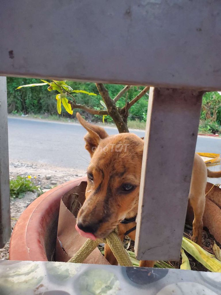 Chó lai Phú Quốc Nâu vện đã tiêm. Mua bán Chó tại Huyện Cần Giuộc Long An được đăng bởi Hoang Anh hình 1