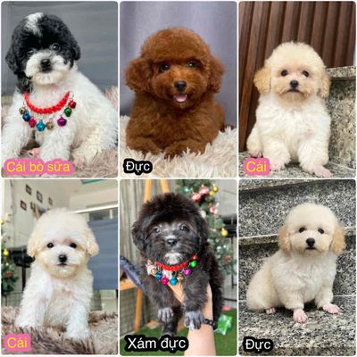 Poodle Tiny Toy - Bò trắng nâu kem