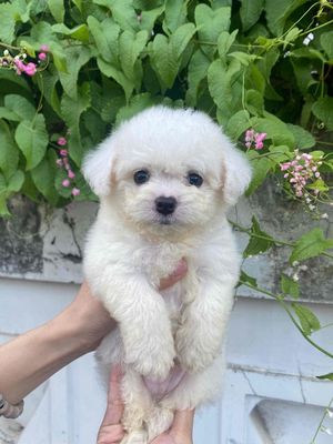 mẹ teacup 1kg5 ba tini 2kg5. Mua bán Chó tại Quận Ninh Kiều Cần Thơ được đăng bởi nguyễn Hoàng Phúc