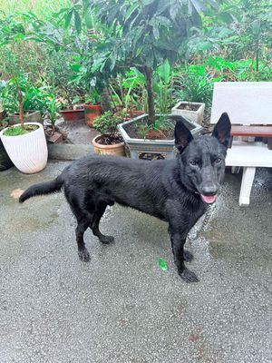 Chó Malinois Mexico Đen mun