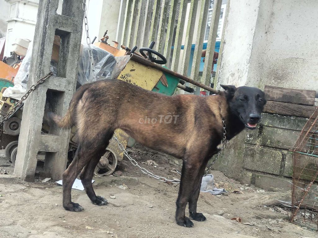 Béc bỉ cái