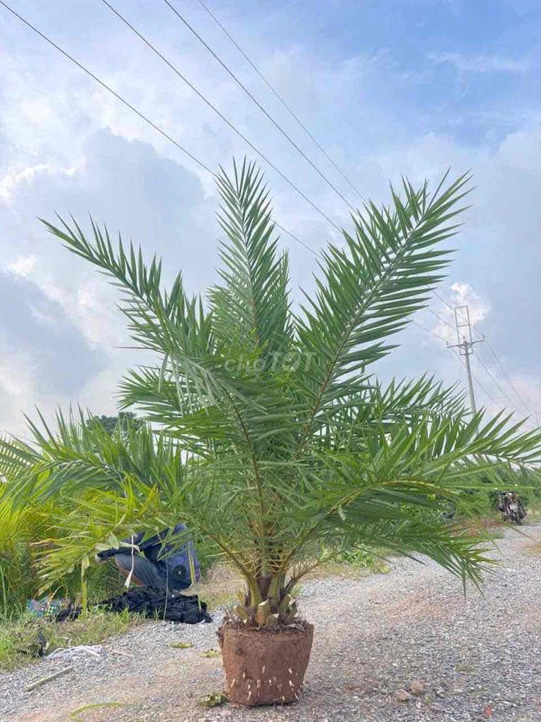 Cây chà là ăn quả. Mua bán Cây cảnh, đồ trang trí tại Huyện Sông Lô Vĩnh Phúc được đăng bởi Nhà vườn Ngọc Trang hình 1