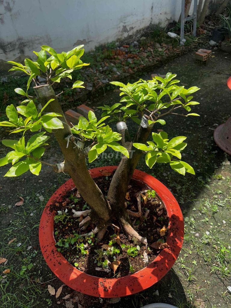 Cây cảnh Mai tứ quý ghép. Mua bán Cây cảnh, đồ trang trí tại Thành phố Thủ Dầu Một Bình Dương được đăng bởi đạt hình 1