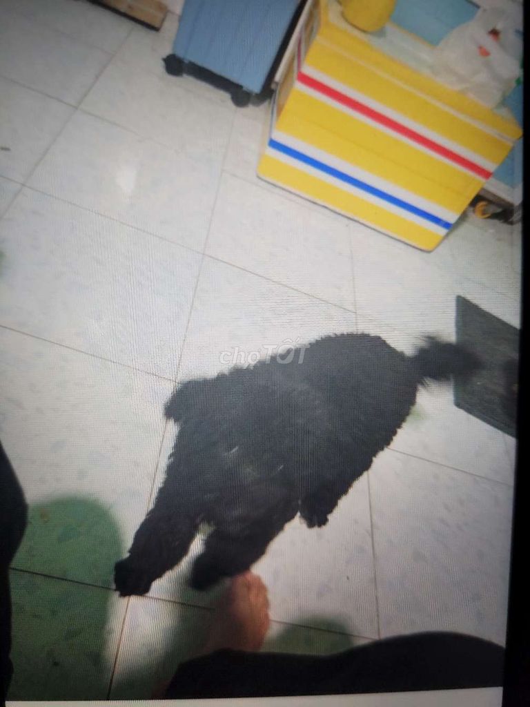 Cần bán chó poodle lai. Mua bán Chó tại Thành phố Thuận An Bình Dương được đăng bởi Anh  hình 3