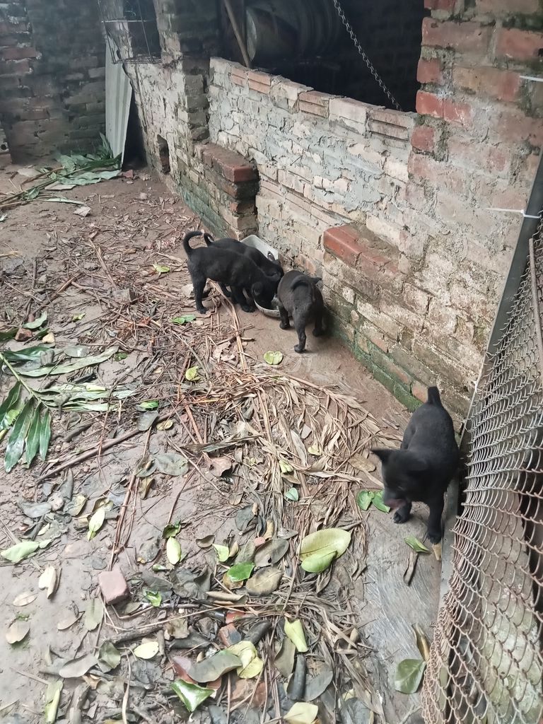 Bố mông cộc mẹ chó ta. Mua bán Chó tại Huyện Quế Võ Bắc Ninh được đăng bởi anh  hình 1