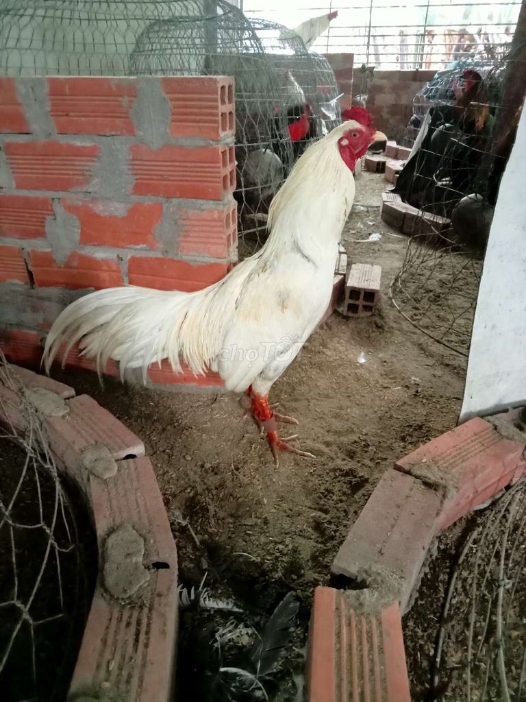 Gà chọi Trắng Đực 2.3kg. Mua bán Gà tại Huyện Mỏ Cày Bắc Bến Tre được đăng bởi Thanh hung hình 1