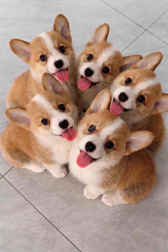 Cogri Chân lùn Tim ngừa. Mua bán Chó tại Huyện Bình Chánh Tp Hồ Chí Minh được đăng bởi Cherry Huỳnh hình 1