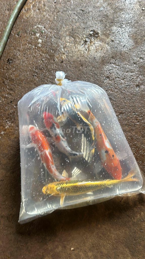 Cá cảnh Cá Koi ngày tết mời mọi người ạ. Mua bán Thú cưng khác tại Quận Liên Chiểu Đà Nẵng được đăng bởi Trại cá KOI Hoàng Văn Thái hình 1