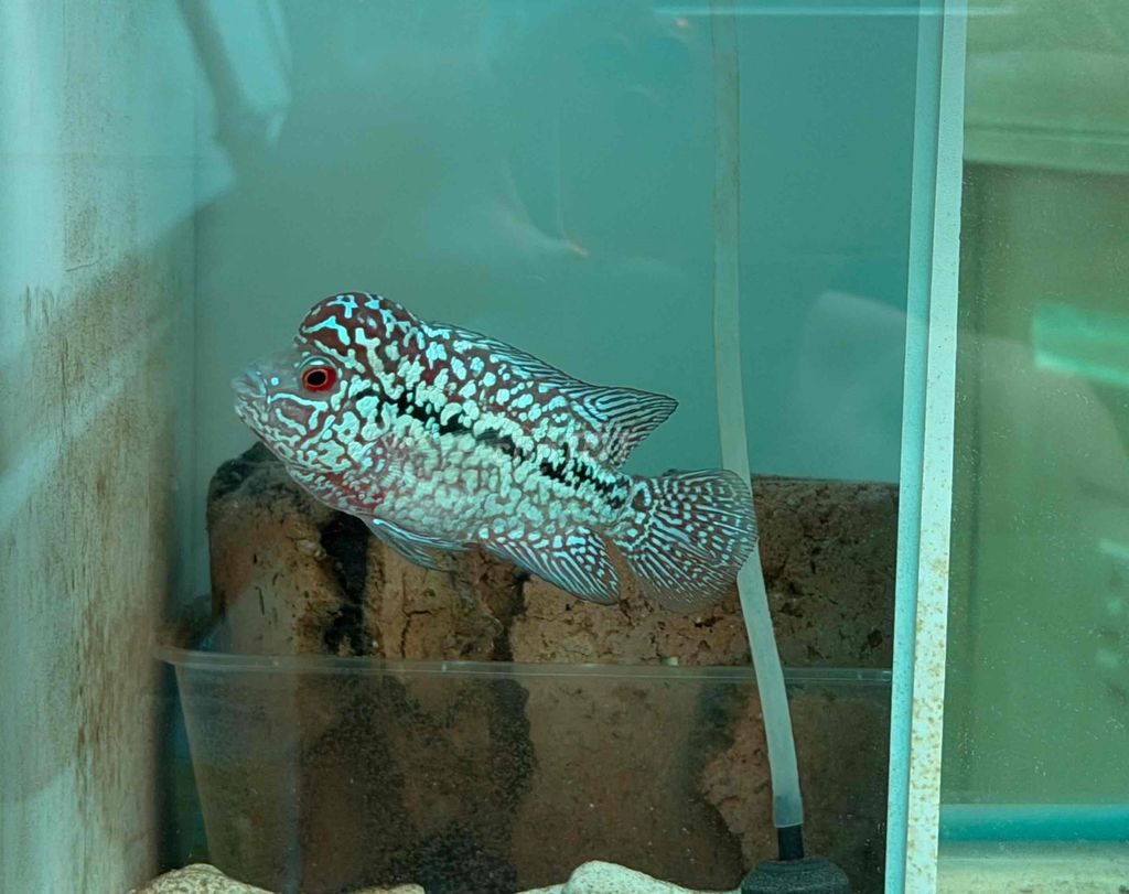 Cá cảnh Kamfa F2 1.5 ngón. Mua bán Thú cưng khác tại Quận 11 Tp Hồ Chí Minh được đăng bởi Thiên hình 1