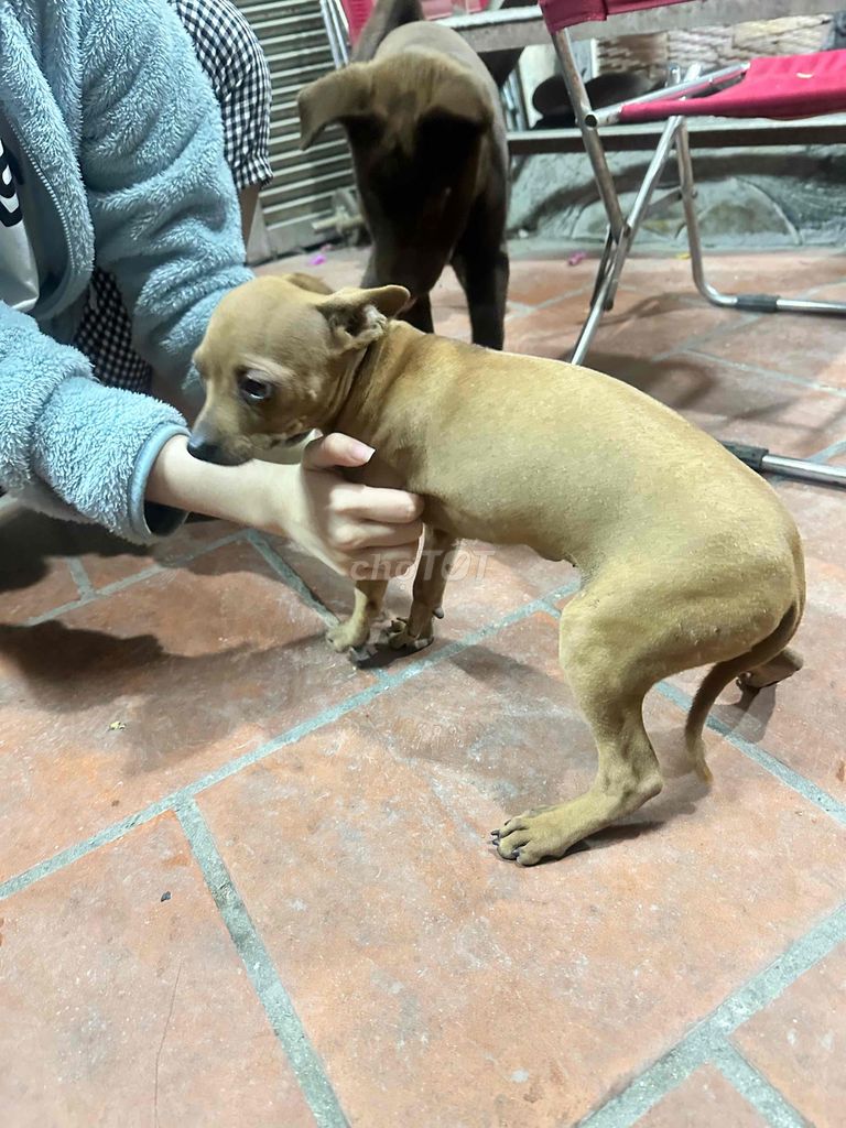 Chó con màu Nâu đã tiêm phòng. Mua bán Chó tại Quận Đống Đa Hà Nội được đăng bởi Hương Vũ hình 1