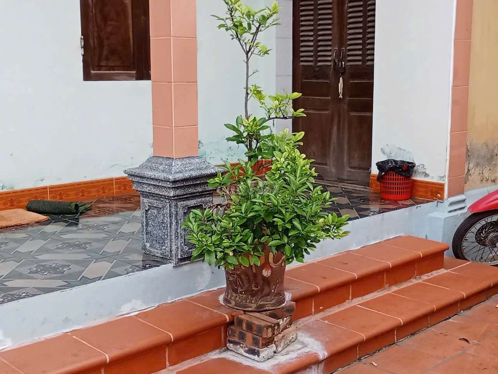 Cây cảnh Quất trang trí Tết khỏe mạnh. Mua bán Cây cảnh, đồ trang trí tại Huyện Gia Bình Bắc Ninh được đăng bởi Phúc An hình 1