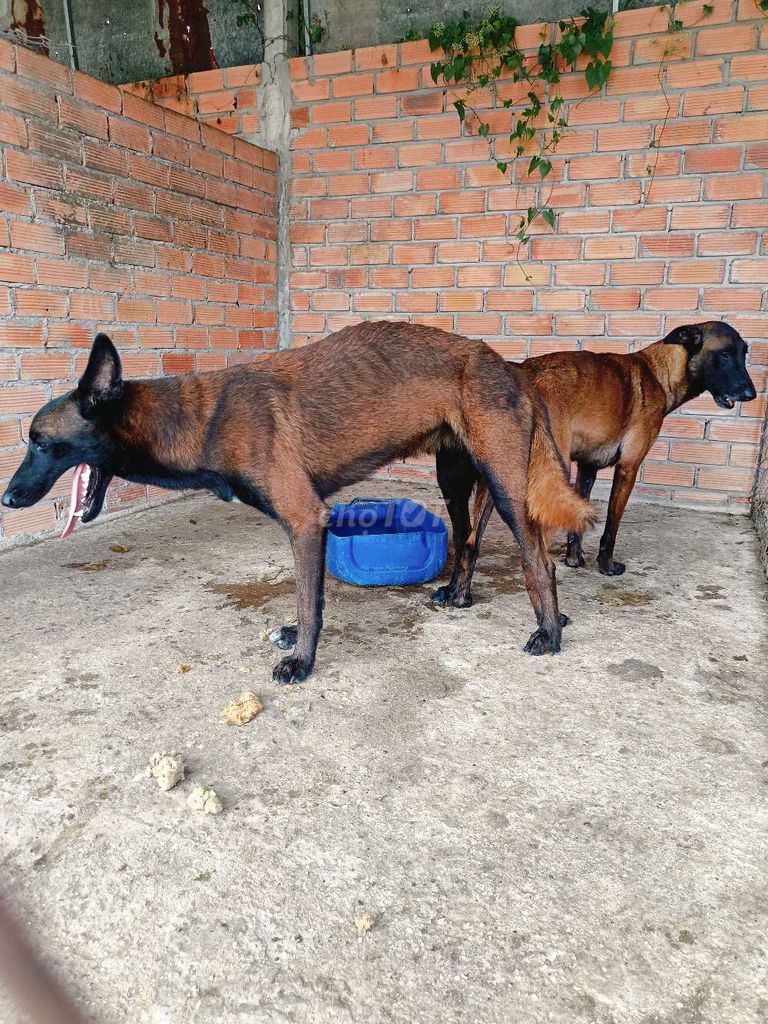 Malinois becgie bỉ mới phối 1tuần