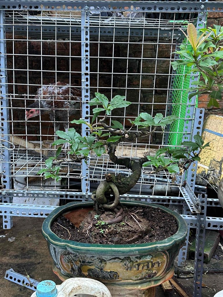 Lộc vừng mini tán cây tán lượn mượt. Mua bán Cây cảnh, đồ trang trí tại Huyện Củ Chi Tp Hồ Chí Minh được đăng bởi nguyễn quốc Thắng hình 1