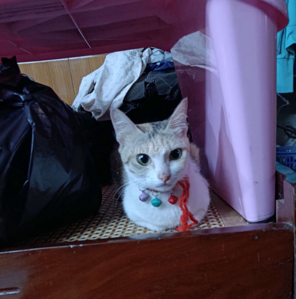 Mèo Tam thể gần 2 tuổi. Mua bán Mèo tại Quận Thanh Xuân Hà Nội được đăng bởi BẢO ANH hình 1
