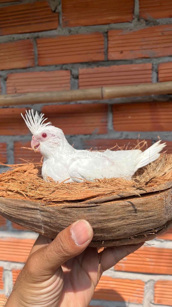 Vẹt Cockatiel Albino Trắng. Mua bán Chim tại Quận 6 Tp Hồ Chí Minh được đăng bởi biozone hình 1