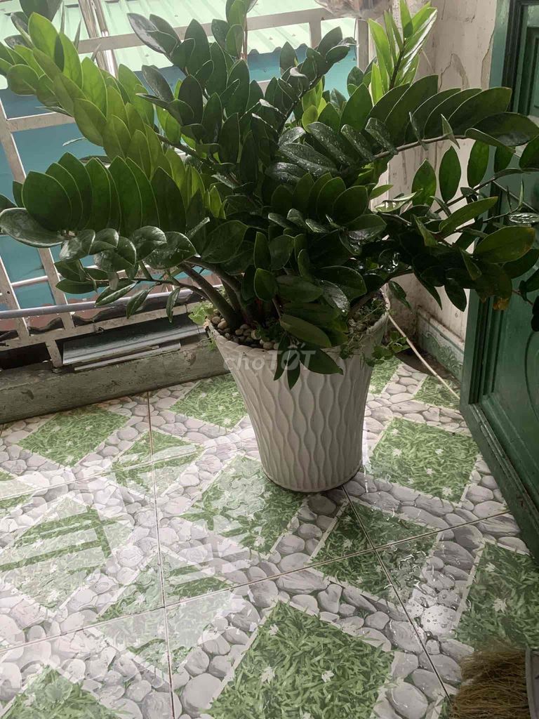 Cây cảnh Kim tiền. Mua bán Cây cảnh, đồ trang trí tại Thành phố Dĩ An Bình Dương được đăng bởi Cao mi hình 1