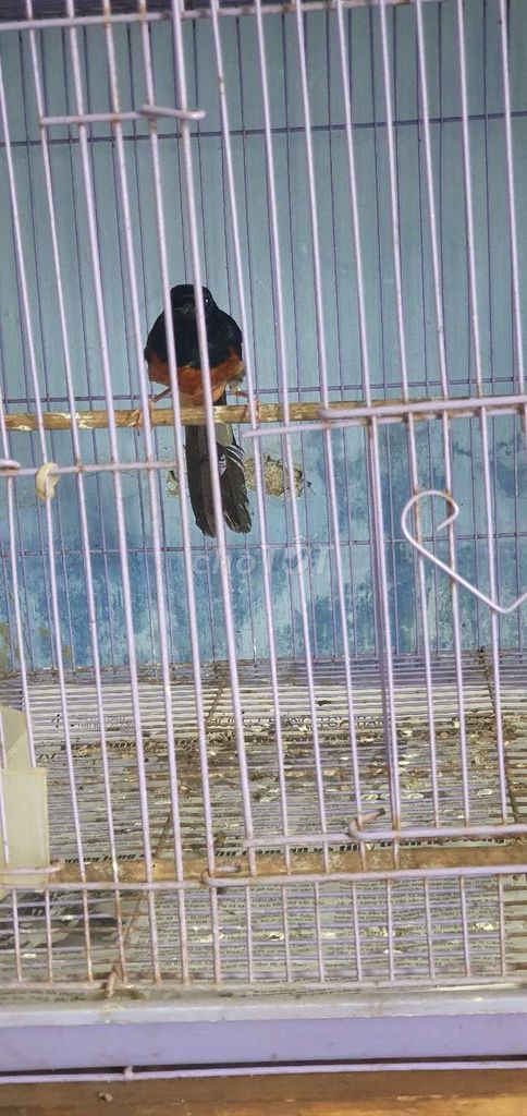 Than vs lửa. Mua bán Chim tại Quận Cẩm Lệ Đà Nẵng được đăng bởi thuc hình 1