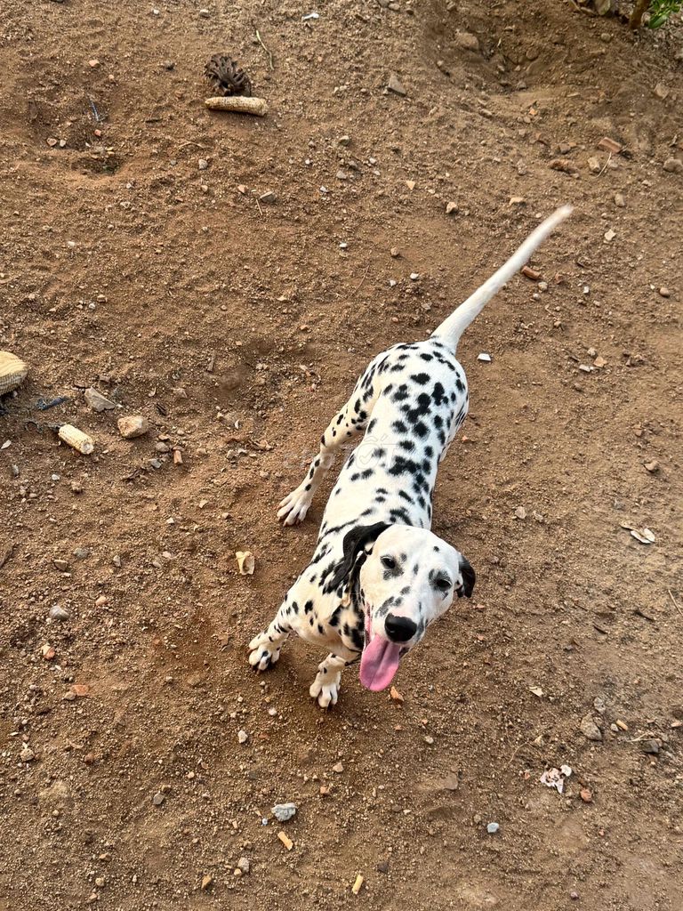 Chó Đốm (Dalmatian). Mua bán Chó tại Thành phố Buôn Ma Thuột Đắk Lắk được đăng bởi Tường Vy hình 1