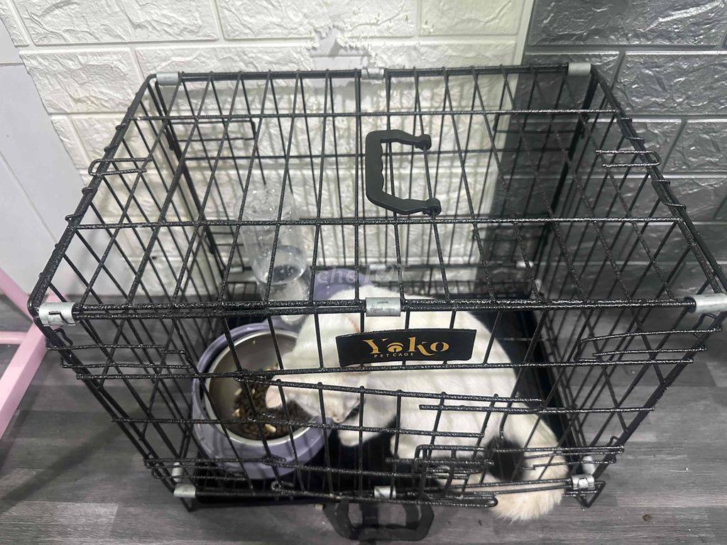 Mèo xiêm mắt xanh gần 4th tuổi. Mua bán Mèo tại Thị xã Bến Cát Bình Dương được đăng bởi Duc Nhat Tran hình 1