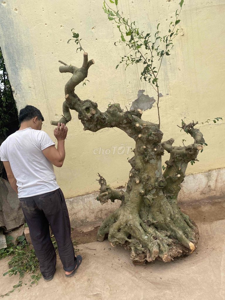 Cây cảnh Sanh Nam Điền Lão. Mua bán Cây cảnh, đồ trang trí tại Huyện Vũ Thư Thái Bình được đăng bởi Quý hình 1