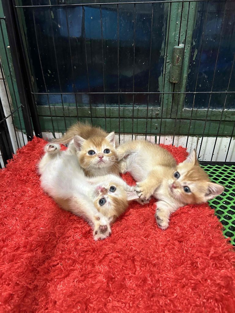 Còn em golden ny12 cái cuối thôi nè. Mua bán Mèo tại Quận 11 Tp Hồ Chí Minh được đăng bởi Ngọc Ngọc Meow hình 6