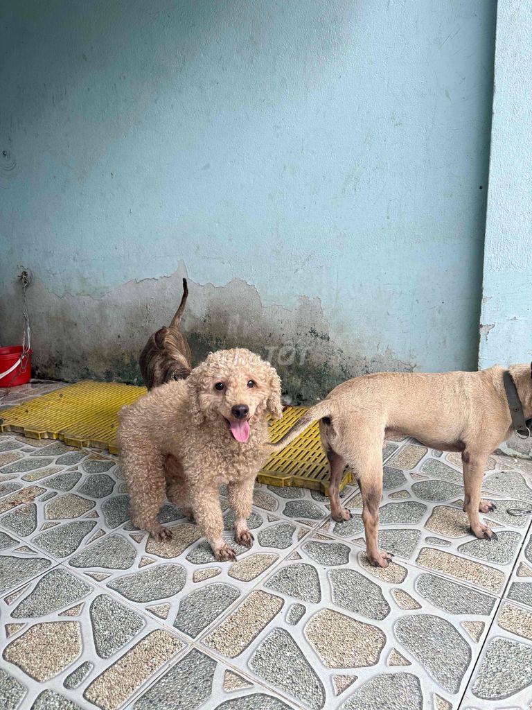 đưc tơ. 3 kg. 7 thang. Mua bán Chó tại Huyện Hóc Môn Tp Hồ Chí Minh được đăng bởi Trang hình 1