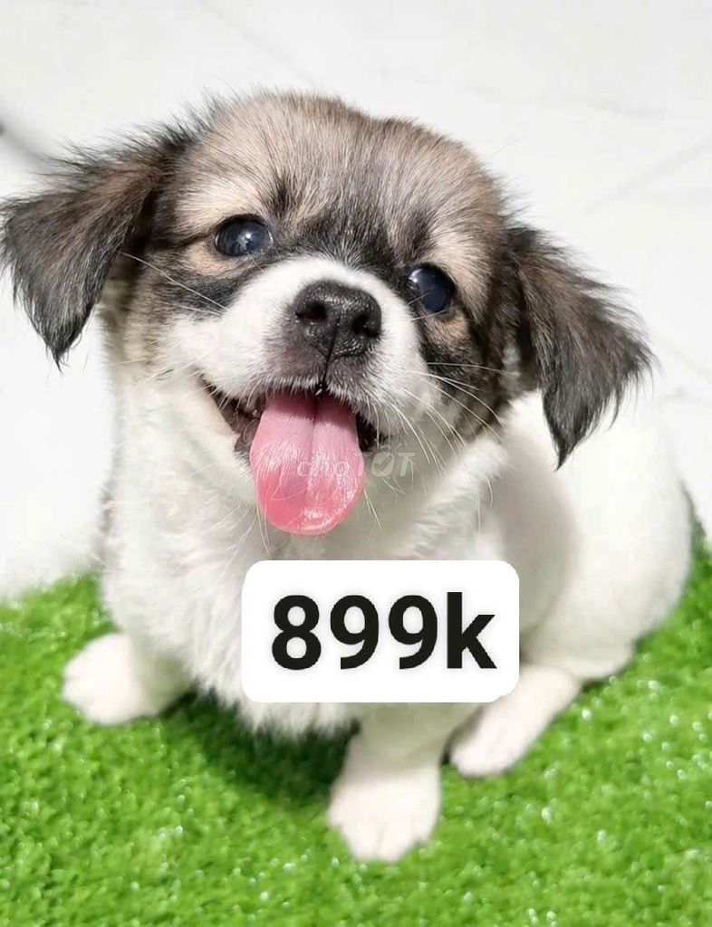 Chó Corgi lai Nhật 2 tháng tuổi. Mua bán Chó tại Quận Bình Tân Tp Hồ Chí Minh được đăng bởi Minh nguyễn  hình 1