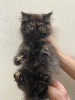 Tìm nhà cho bé hơn 2 tháng lông dài thuần chủng. Mua bán Mèo tại Quận Bắc Từ Liêm Hà Nội được đăng bởi Thọ