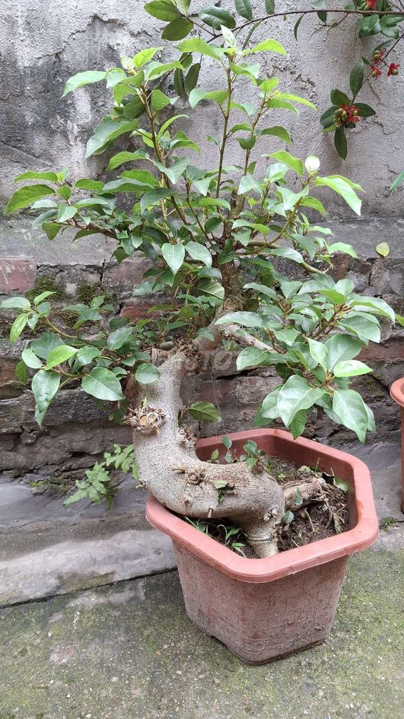 Cây sung Bonsai. Mua bán Cây cảnh, đồ trang trí tại Quận Hoàng Mai Hà Nội được đăng bởi Thu Sẽ Gầy hình 1