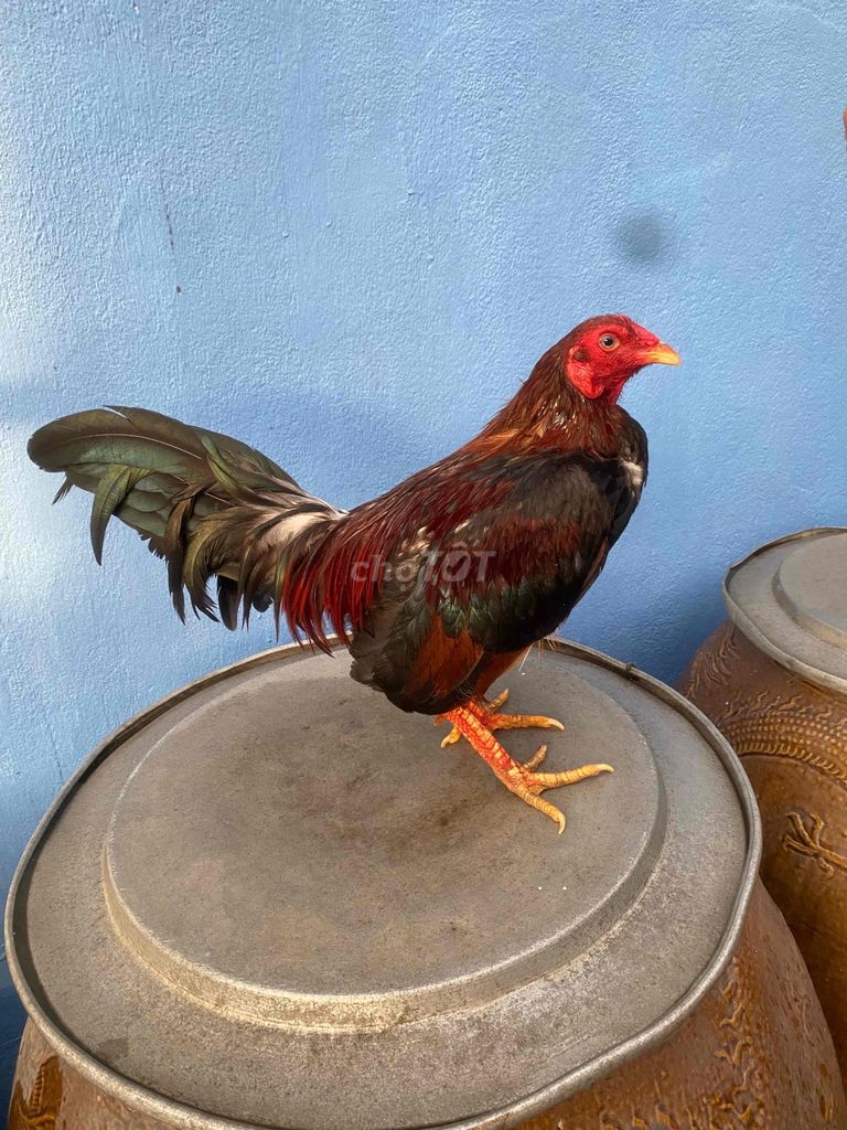 Gà trống Đỏ đen 1.5kg đá lấu. Mua bán Gà tại Quận 12 Tp Hồ Chí Minh được đăng bởi Luân Farm hình 1
