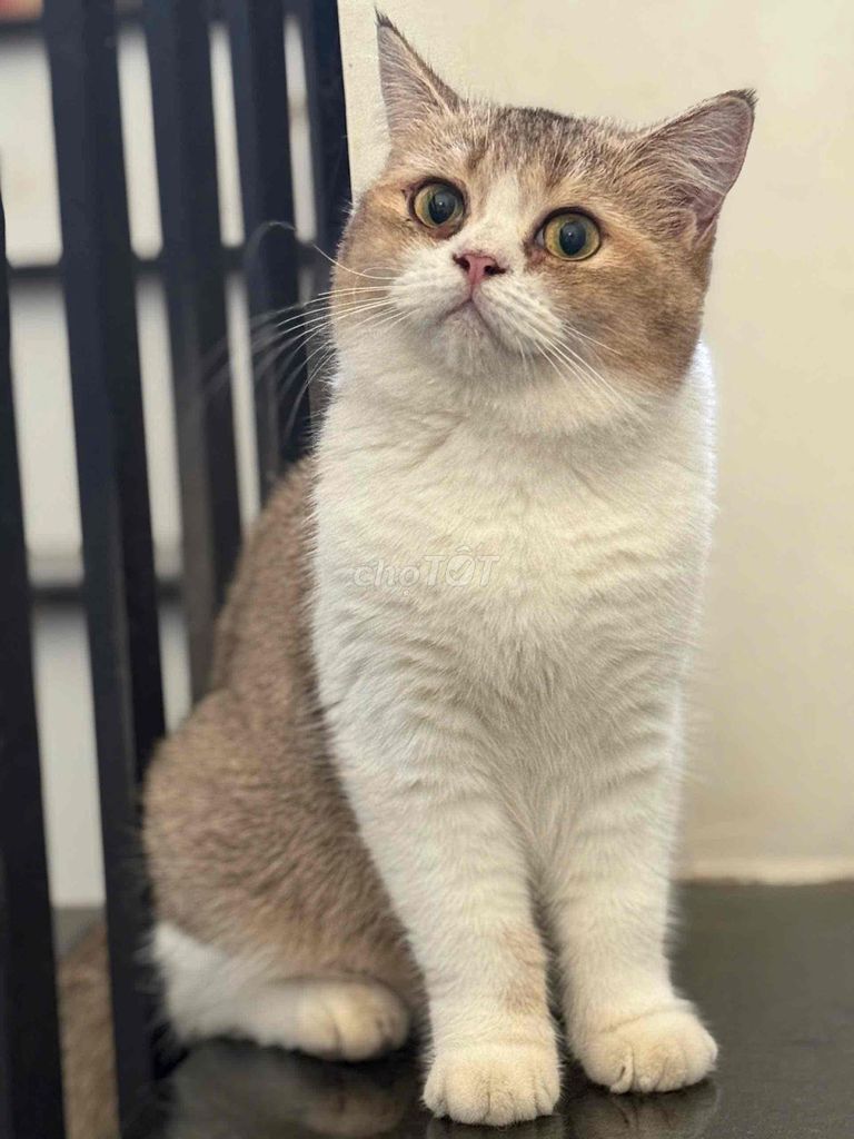 mèo cái Anh lông ngắn siêu xinh. Mua bán Mèo tại Quận Gò Vấp Tp Hồ Chí Minh được đăng bởi Thi hình 1