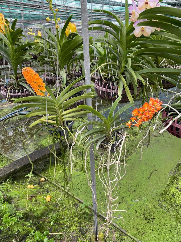 Hoa lan hoả hoàng Cam đang hoa và nụ. Mua bán Cây cảnh, đồ trang trí tại Huyện Hóc Môn Tp Hồ Chí Minh được đăng bởi Trần Bảo Châu hình 1