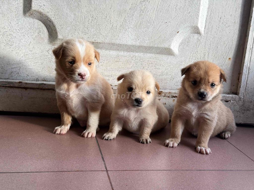 Chó nhật lai nhà nuôi. Mua bán Chó tại Quận 8 Tp Hồ Chí Minh được đăng bởi Phan hung tam hình 6