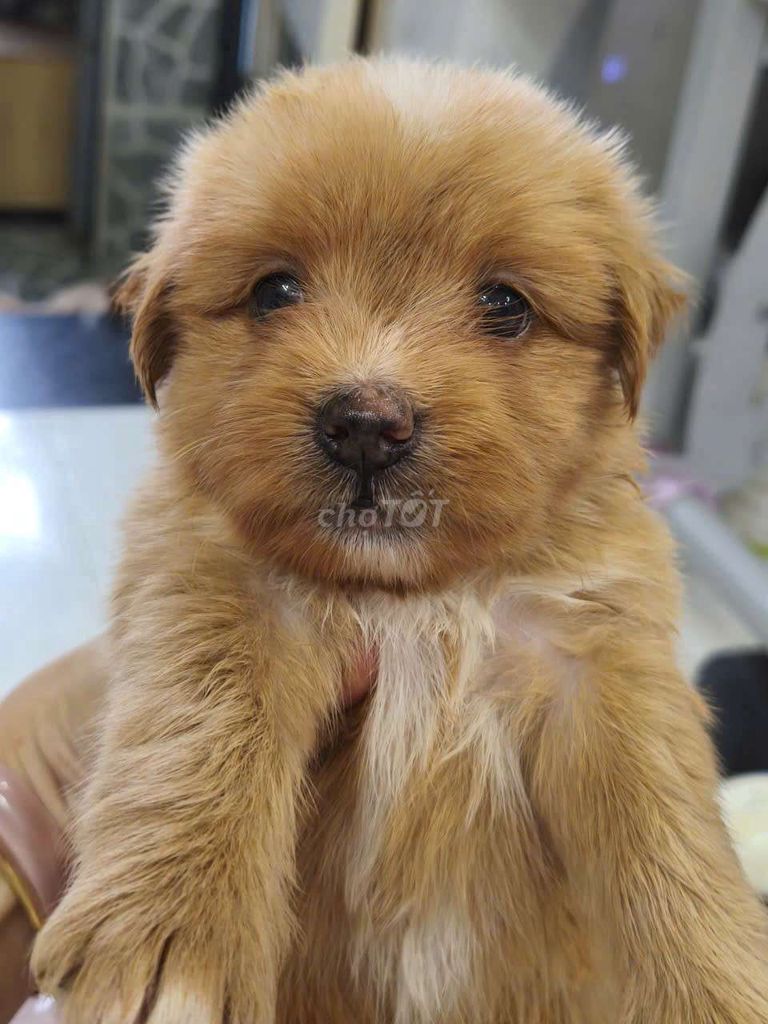 Chó Poodle x Phốc Nâu vàng. Mua bán Chó tại Thành phố Biên Hòa Đồng Nai được đăng bởi Nguyễn Khánh hình 1