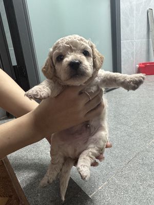 Chó lông xù màu cà phê gò vấp hcm