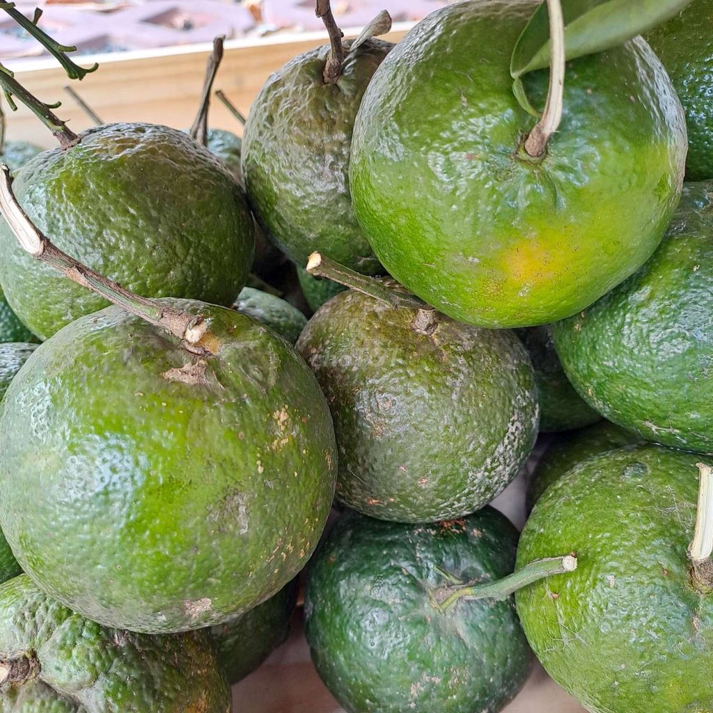Cam sành xanh ngọt thanh. Mua bán Đồ ăn, thực phẩm và các loại khác tại Quận Tân Phú Tp Hồ Chí Minh được đăng bởi Kim SaLa hình 1