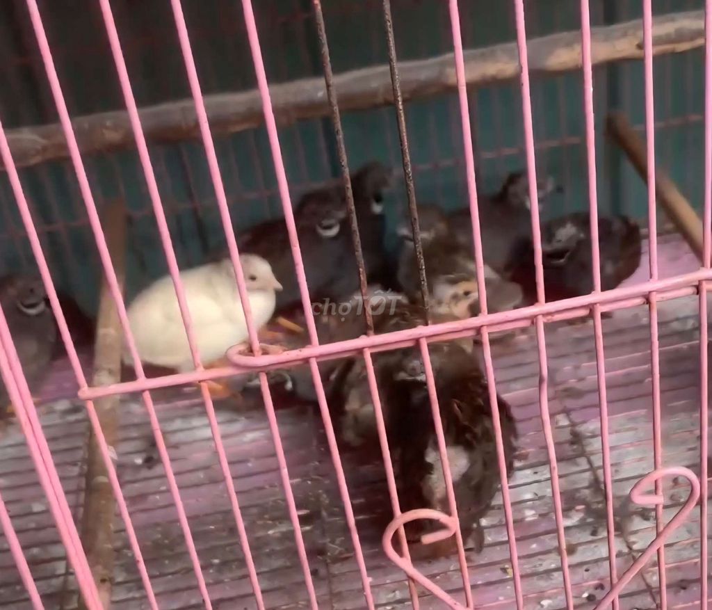 Chim cút HE nhiều màu. Mua bán Chim tại Thành phố Thủ Đức Tp Hồ Chí Minh được đăng bởi Bo hình 1