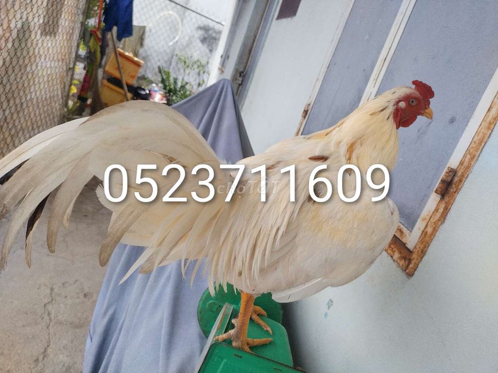 Gà cao lãnh 7 tháng tơ zin 2kg rưỡi còn lên. Mua bán Gà tại Huyện Trảng Bàng Tây Ninh được đăng bởi Lữ Đồng Tân Cô Đơn  hình 1