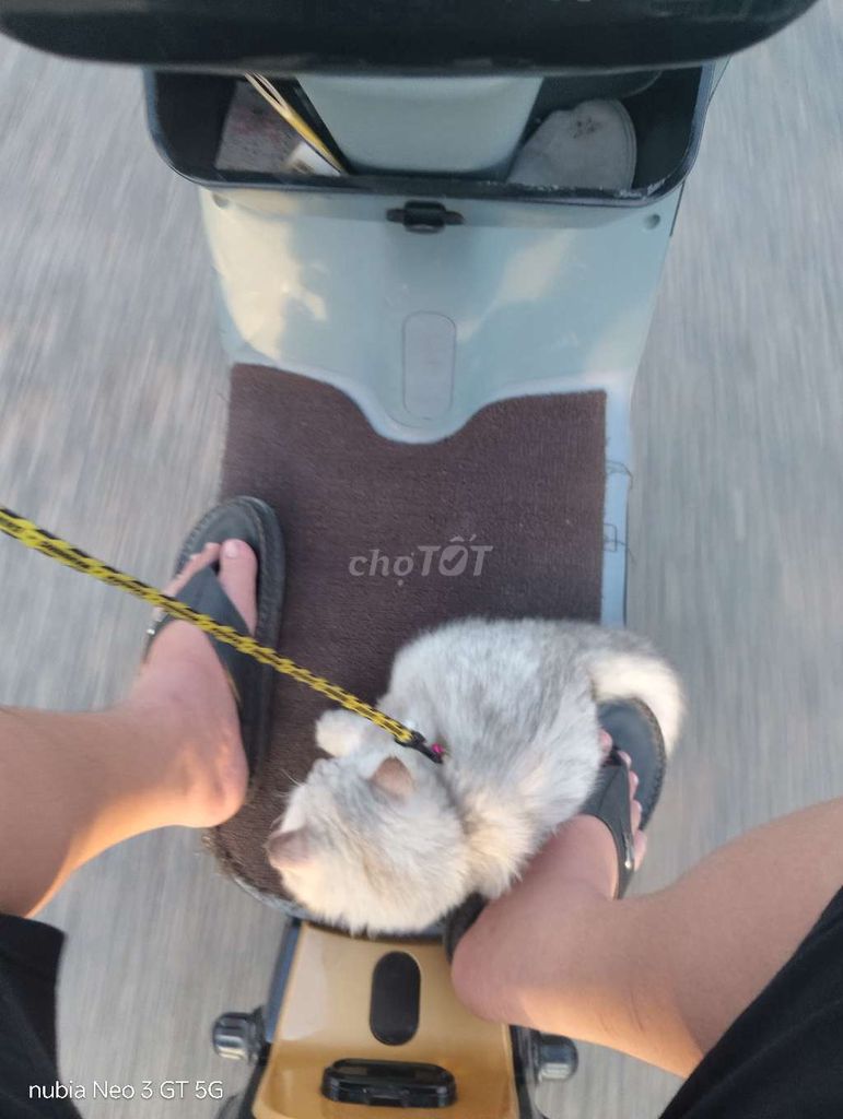 Mèo anh long dài khu vực cao lãnh. Mua bán Mèo tại Huyện Lấp Vò Đồng Tháp được đăng bởi Quân Hồ hình 3