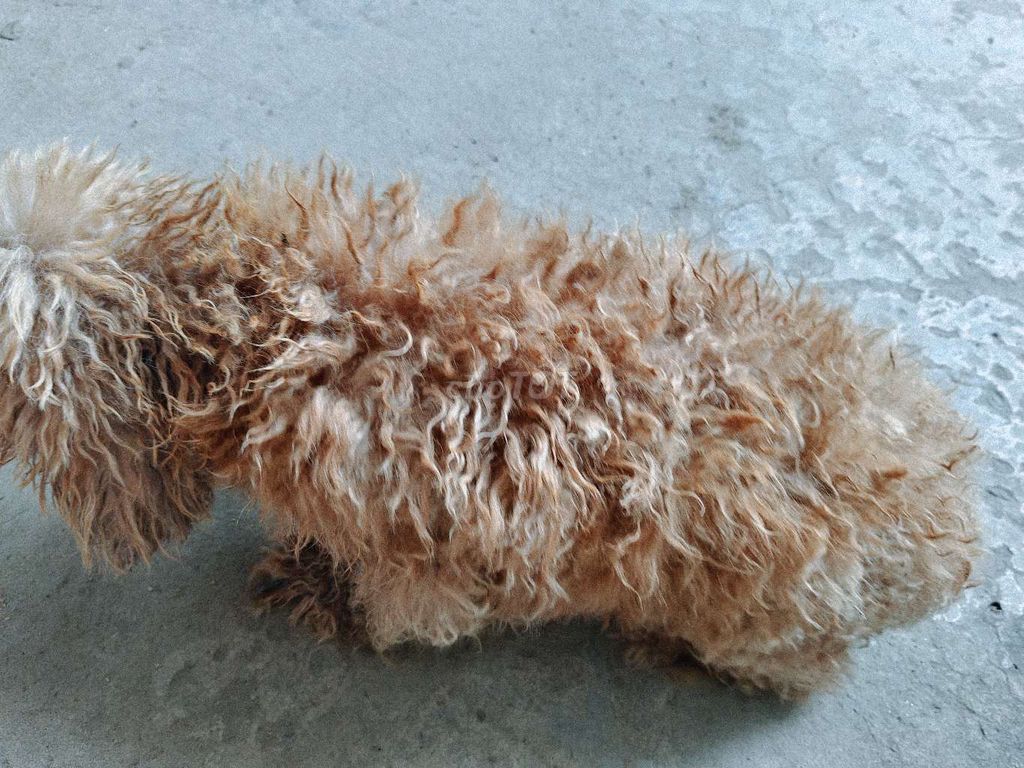 Chó Poodle cái trưởng thành. Mua bán Chó tại Huyện Giồng Trôm Bến Tre được đăng bởi Nguyễn Thành Nhân hình 1