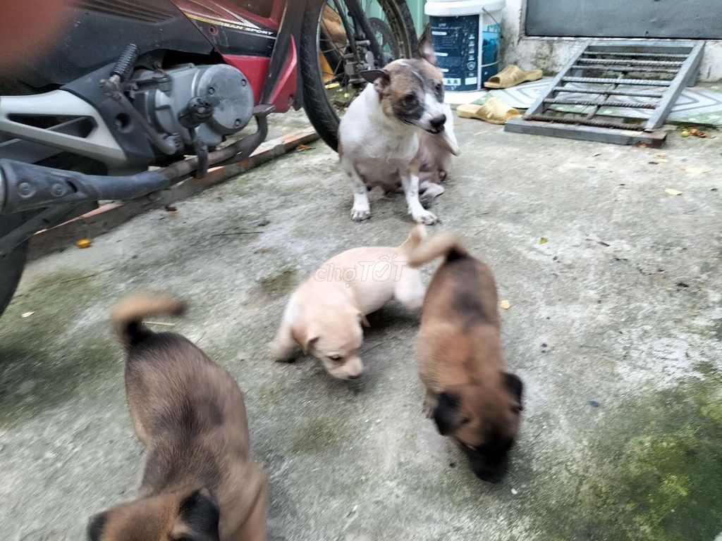 Chó con nâu cả hai. Mua bán Chó tại Quận Bình Tân Tp Hồ Chí Minh được đăng bởi Hiếu hình 1