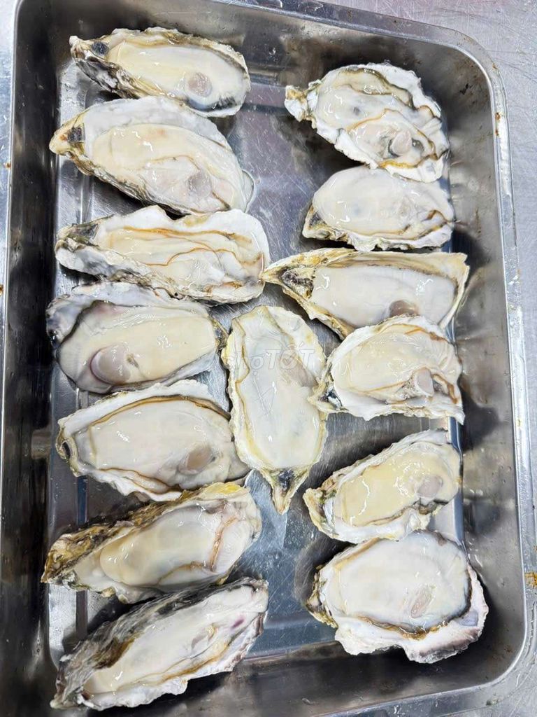 Hàu Nhật Size 6-8 con/kg Nhật Bản. Mua bán Đồ ăn, thực phẩm và các loại khác tại Thành phố Thủ Đức Tp Hồ Chí Minh được đăng bởi Hương JMC hình 1