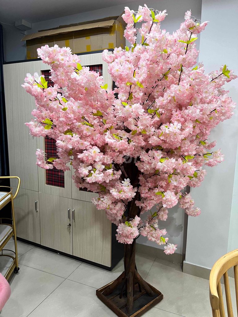 thanh lý cây đào nhật bản trang trí spa,nhà hàng. Mua bán Cây cảnh, đồ trang trí tại Quận 3 Tp Hồ Chí Minh được đăng bởi Chi hình 1