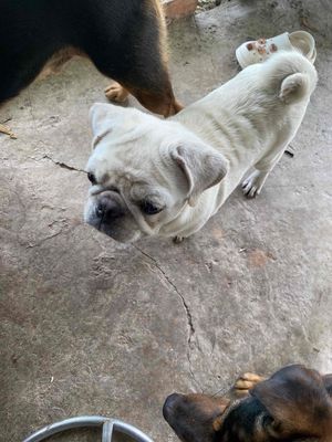 cần bán chó bug đực. Mua bán Chó tại Thành phố Dĩ An Bình Dương được đăng bởi Hồ viết linh