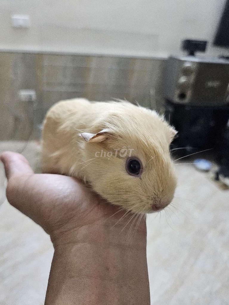 Chuột lang ame đực 1.5 tháng tuổi. Mua bán Thú cưng khác tại Quận Tây Hồ Hà Nội được đăng bởi Huy Đỗ hình 1