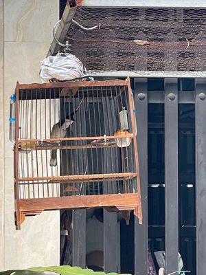 Lan  bo to dài chim Long mới mua 2. Mua bán Chim tại Thành phố Thuận An Bình Dương được đăng bởi Hoang van long