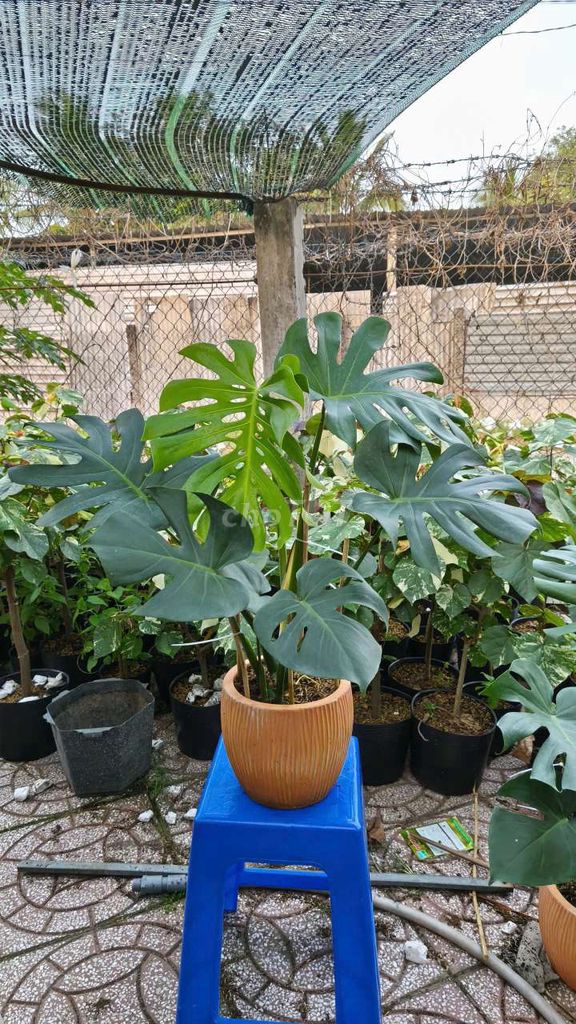 Cây cảnh Monstera Deliciosa. Mua bán Cây cảnh, đồ trang trí tại Quận Cái Răng Cần Thơ được đăng bởi gia dụng rẻ  hình 1