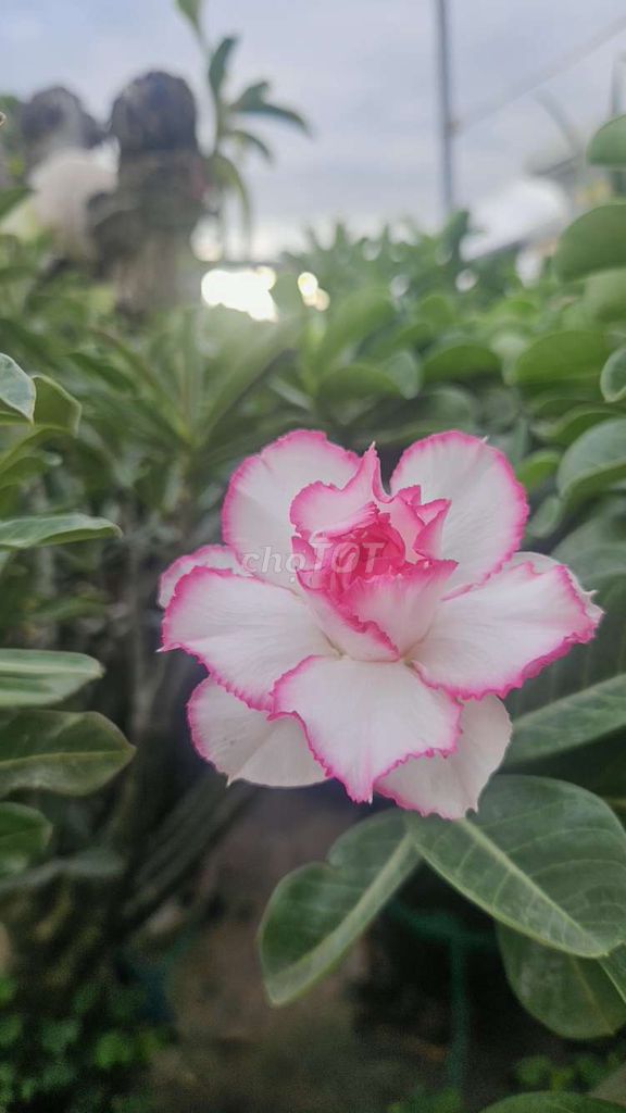 đất ở đất ở